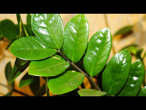 How to GROW ZAMIOCULCAS by SEPARATION OF RHIZOME