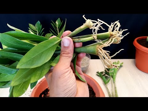 How to Propagate a ZZ plant very easy / Zanzibar Gem