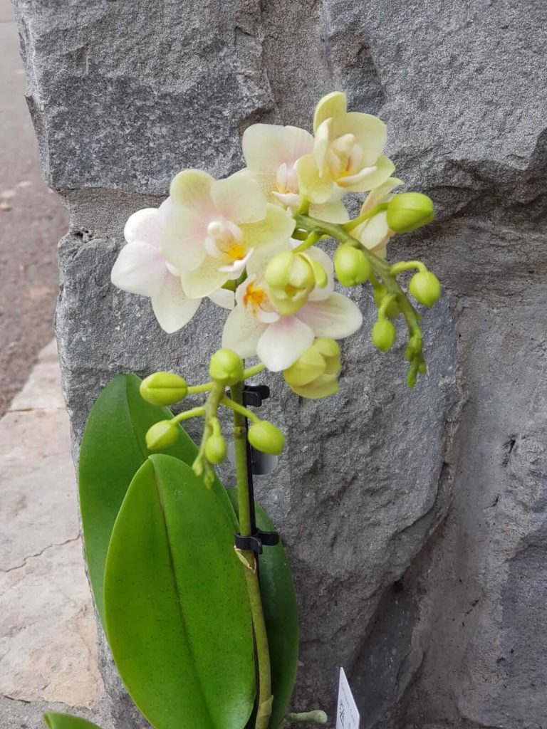bele orhideje