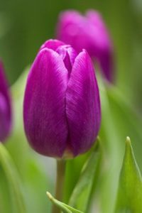 purple flag tulip